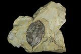 Rare, Trigonocerca Piochensis - Fillmore Formation, Utah #139000-1